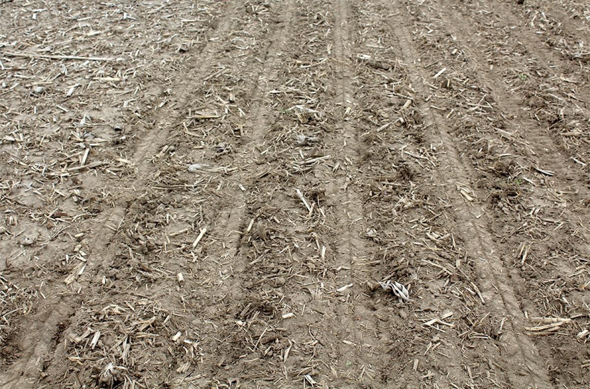 Corn field showing rows of successfully closed seed furrows