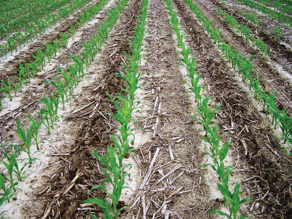 Field planted with the 2940 Air Adjust