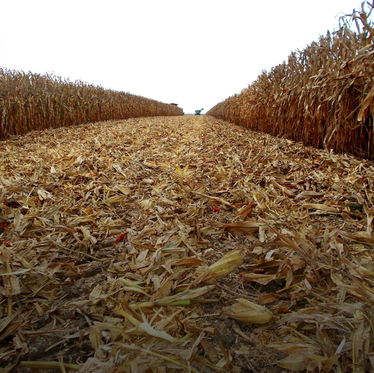 Corn field with a path of knocked down cornstalks