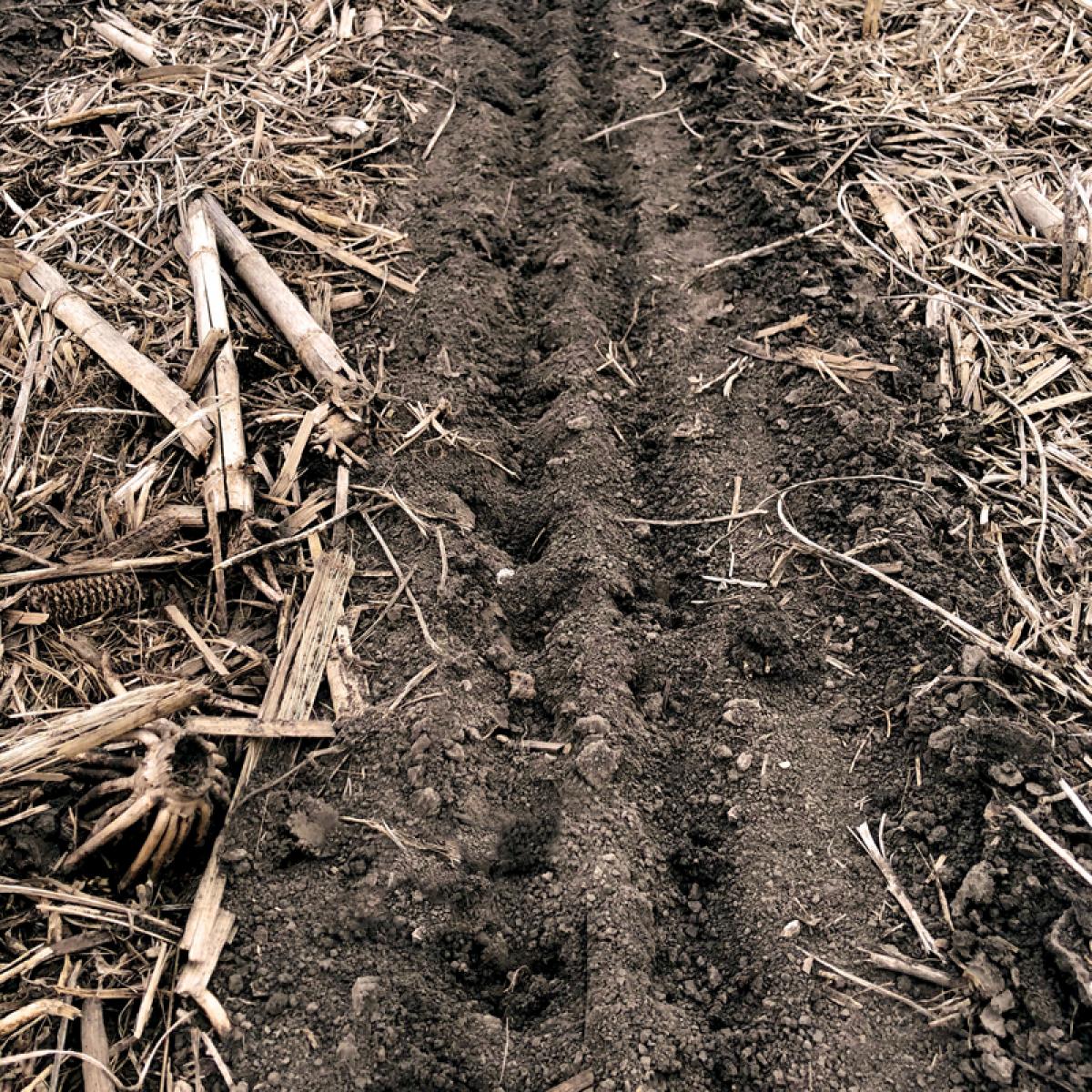 Closeup of closed seed trench