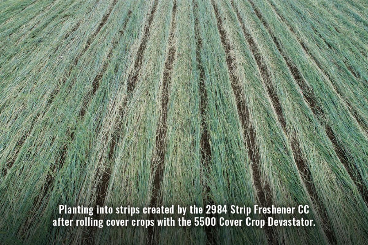 Field of cover crops crimped by roller and strip tilled