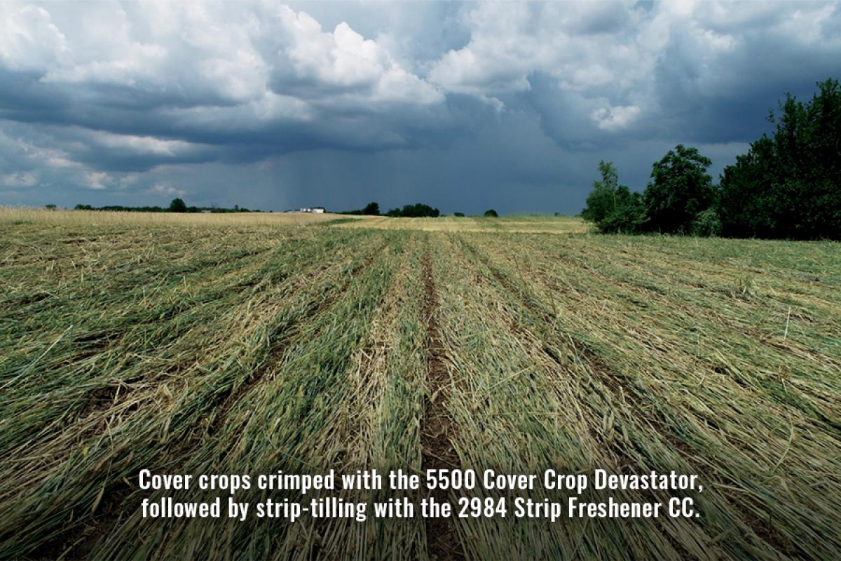 Field of cover crops crimped by roller and strip tilled